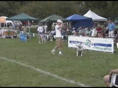 Wallace the Pit Bull Naperville Toss and Catch